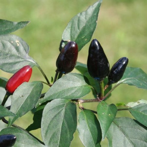 Black Pequin насіння - купити онлайн
