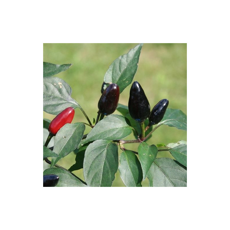 Black Pequin sementes - comprar online