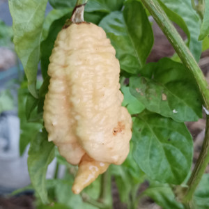 7 POD Bubblegum X Naga sēklas - pirkt internetā