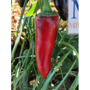 Jalapeño Telica semena - koupit online