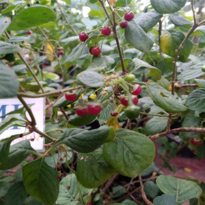wild chilli sēklas - pirkt internetā