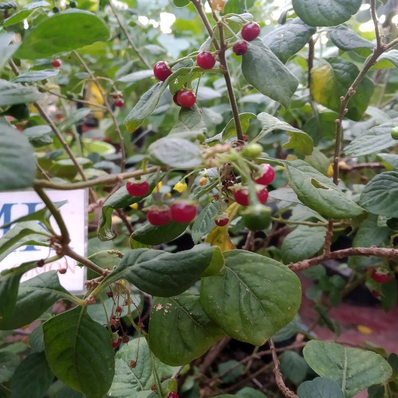 wild chilli seeds - buy online