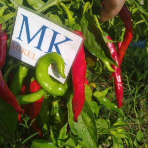 Fushimi Chilli насіння - купити онлайн