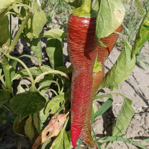 Elephant pepper semena - koupit online