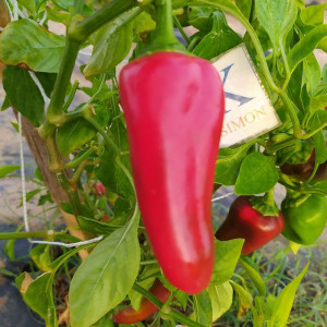 Jalapeño NuMex Primavera zaden kopen