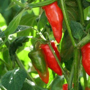 Rocoto ST. Miguel de Tucuman semená - kúpiť online