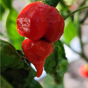 Trinidad Scorpion Butch T, семена семена - купи онлайн