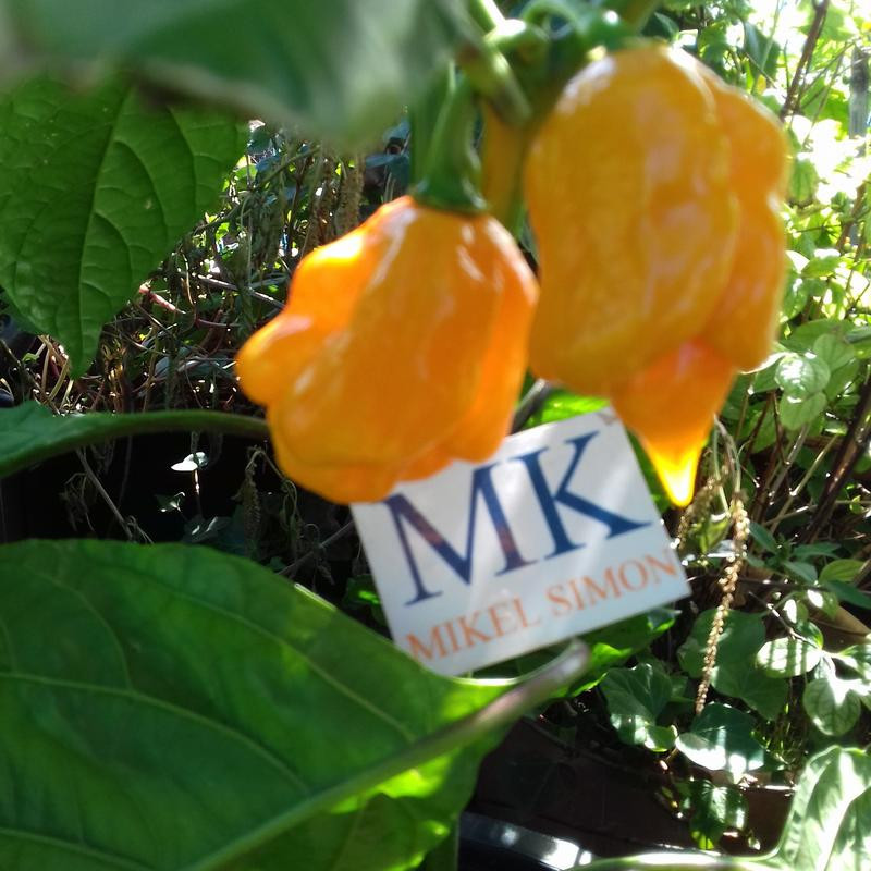 Trinidad Scorpion Moruga Yellow, 10 semilla semințe - cumpără onl