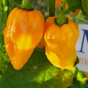 7 POD Jonah X Congo Yellow — купить семена