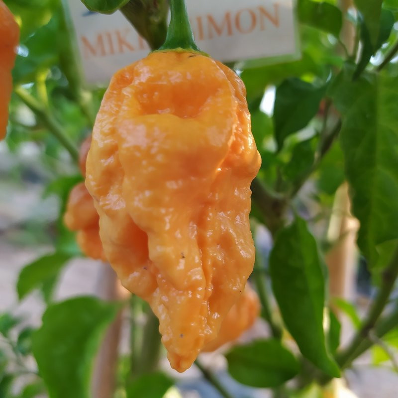 Bhut Jolokia Copenhaguen Orange, 10 semillas, Capsicum chinense