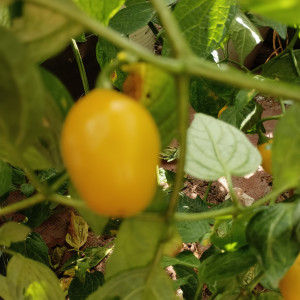 Rocoto Mini Yellow semena - koupit online