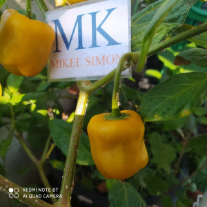 Rocoto Yellow Giant seemned - osta veebist