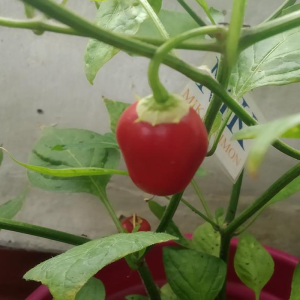 Rocoto Mini Red semena - nakup prek spleta