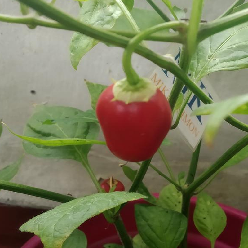 Rocoto Mini Red семена - купи онлайн