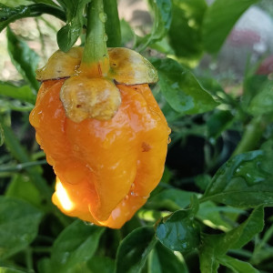 7 Pod BubBlegum Yellow frön - köp online