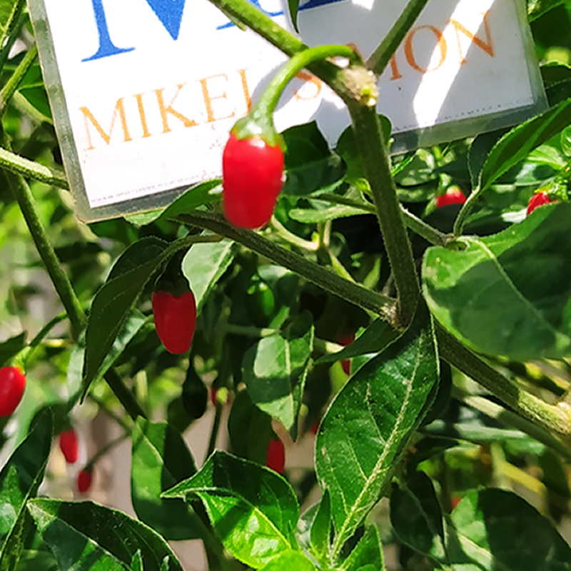 Guatemala Chiltepin sėklos - pirkti internetu
