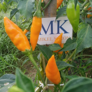 Baumchilli orange seemned - osta veebist