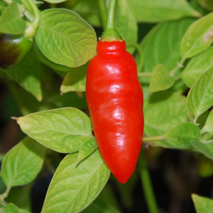 Rocoto Aji Largo semi - acquista online