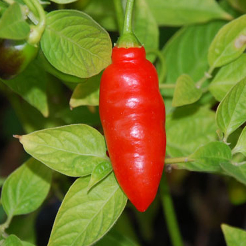 Rocoto Aji Largo seemned - osta veebist