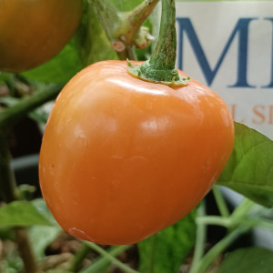 Rocoto Marlene semena - koupit online
