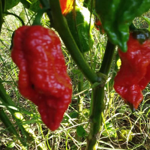 7 POD Primo X Naga Morich, seeds nasiona - kup online