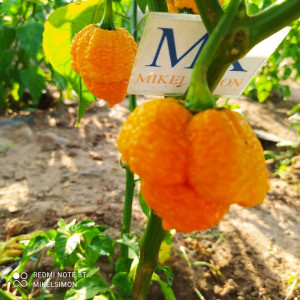7 Pod Brain Strain x Moruga Scorpion, seeds sėklos - pirkti inter