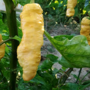 Acheter graines Bhut Jolokia Stamm Assam Peach, 10 sermillas, gra