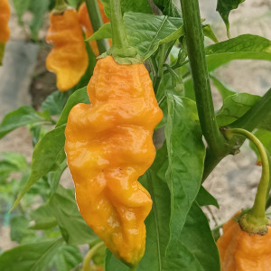 Bhut Jolokia Stamm Assam Yellow sēklas - pirkt internetā