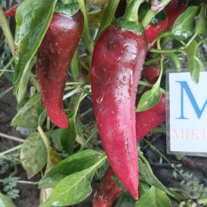 Cayena Dragon, 10 semillas, Capsicum annuum - comprar semillas