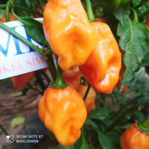 Habanero Orange Big sementes - comprar online