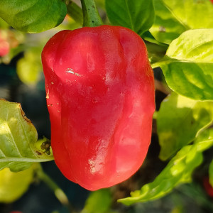 Habanero Sucatuba, 10 semillas, Capsicum chinense - comprar semil