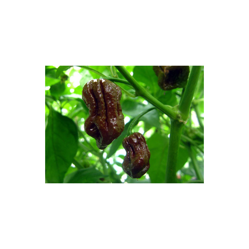 Nagabrain Chocolate semi - acquista online
