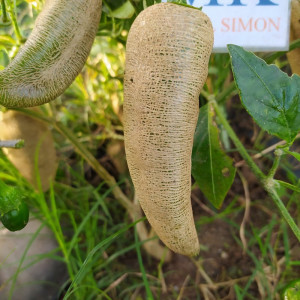 Jalapeño Farmers siemenet - osta verkosta