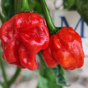 Habanero Guadara, 10 semillas, capsicum chinese - comprar semilla