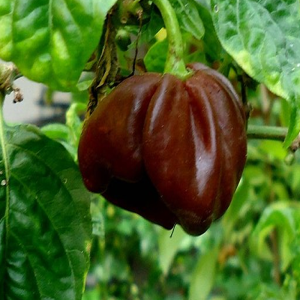 Scotch Bonnet Guadalupe Black semințe - cumpără online