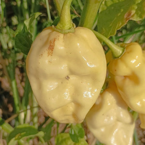Trinidad Scorpion Mustard X Jolokia White σπόροι - αγορά online