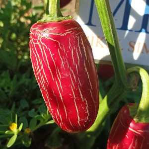 Jalapeño Chichemeca zaden kopen