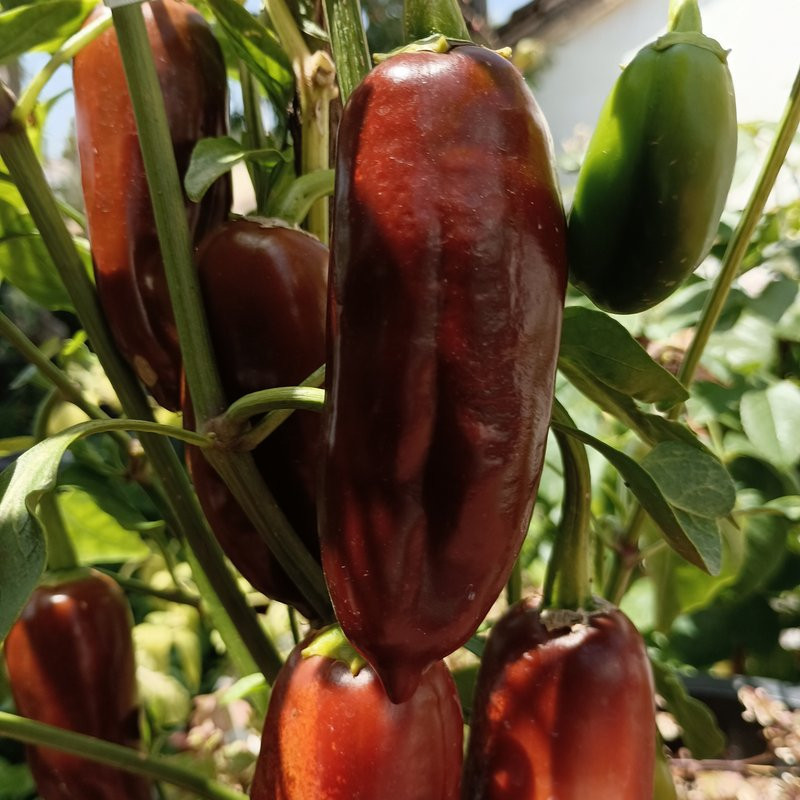 Jalapeño Brown siemenet - osta verkosta