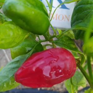 Pimiento Padron nasiona - kup online