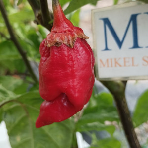 7 POD BubBlegum WAX Red, 10 semillas, Capsicum chinense - comprar