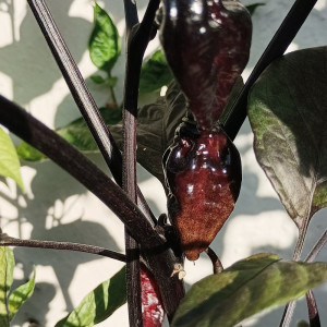 Bhut Jolokia Diamante Negro vetőmag - vásárlás online