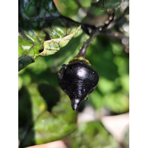 Biquinho Black Samen kaufen