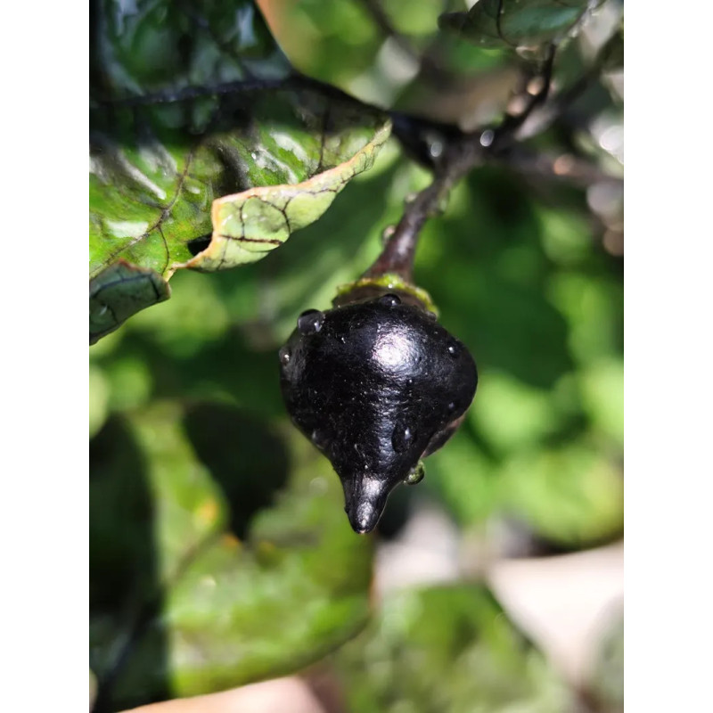 Biquinho Black sjemenke - kupovina
