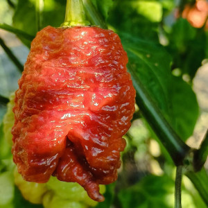 7 POD Apocalypse Caramelo sementes - comprar online