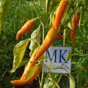 AGNETTO GOLD THICK, Capsicum annuum 10, semillas - comprar semill