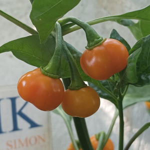Pitanga Laranja sēklas - pirkt internetā