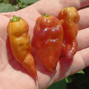 Bhut Jolokia Sunrise Yellow vetőmag - vásárlás online