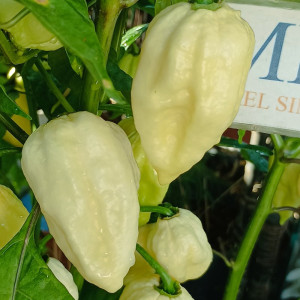 Bhut Jolokia Cristal Lake White semințe - cumpără online