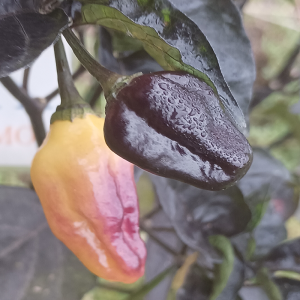 Bhut Jolokia Yellow x Neyde semena - koupit online