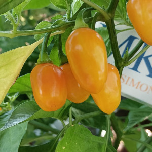 Aji Charapita Big Bird seeds - buy online